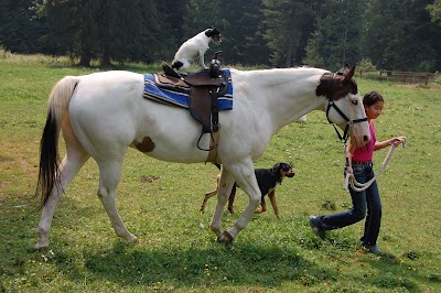 Adventure Pony Rides