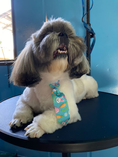 Good Vibes Pet Care LLC - Thumbnail