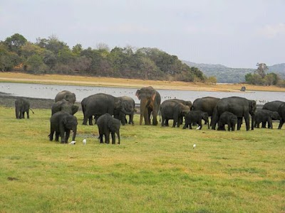 Photos of Minneriya National Park Jeep Safari