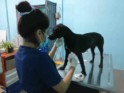 Centro Médico Veterinario Morales