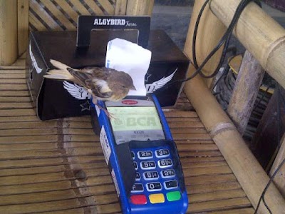 Photos of ALGY KENARI BANDUNG