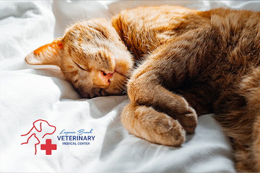Laguna Beach Veterinary Medical Center - Thumbnail