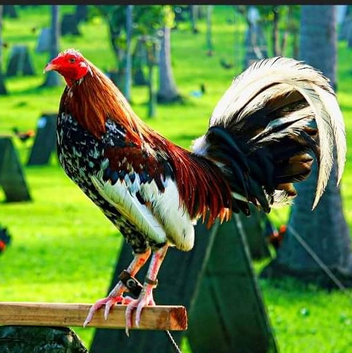 Gallos San Fernando