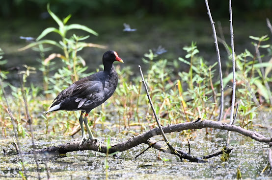 Sankofa Community Development Corporation by null