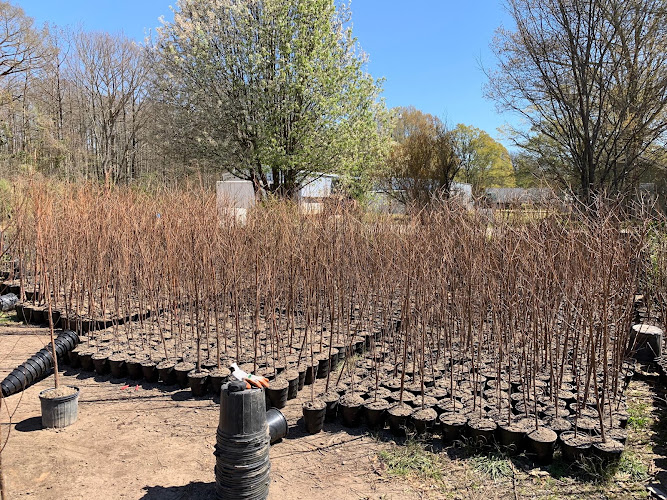 Cypress Brake Tree Farm