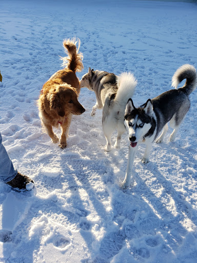 South Haven Dog Park - Thumbnail