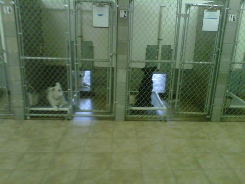 Bed Bath & Biscuit Pet Resort - Thumbnail