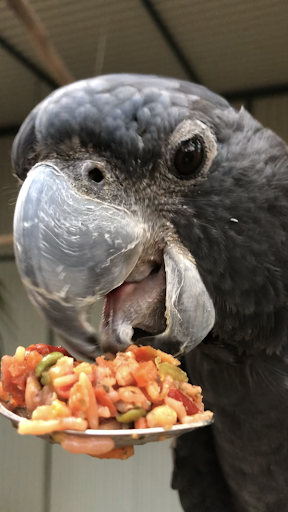 Chipper Parrots - Visual