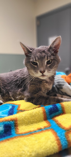 Smyth County Animal Hospital - Thumbnail