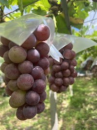 金光農園 森口農園