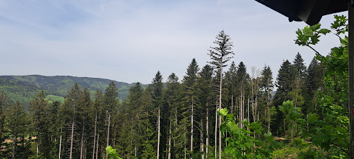 Walderlebnispfad Gutach-Bleibach - Thumbnail