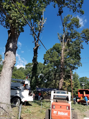 Jose´s Tree service
