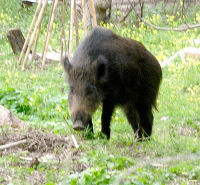 Photos of Taza National Park