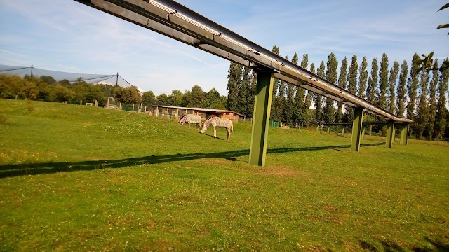 Chester Zoo