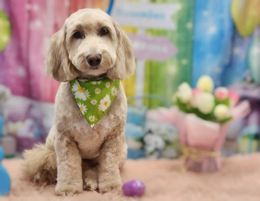 Custom Paws Pet Resort & Spa - Thumbnail