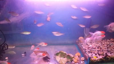 Photos of K.K AQUARIUM SHOP