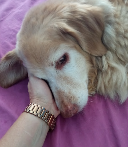 Centro Veterinario SabinaVet - Thumbnail