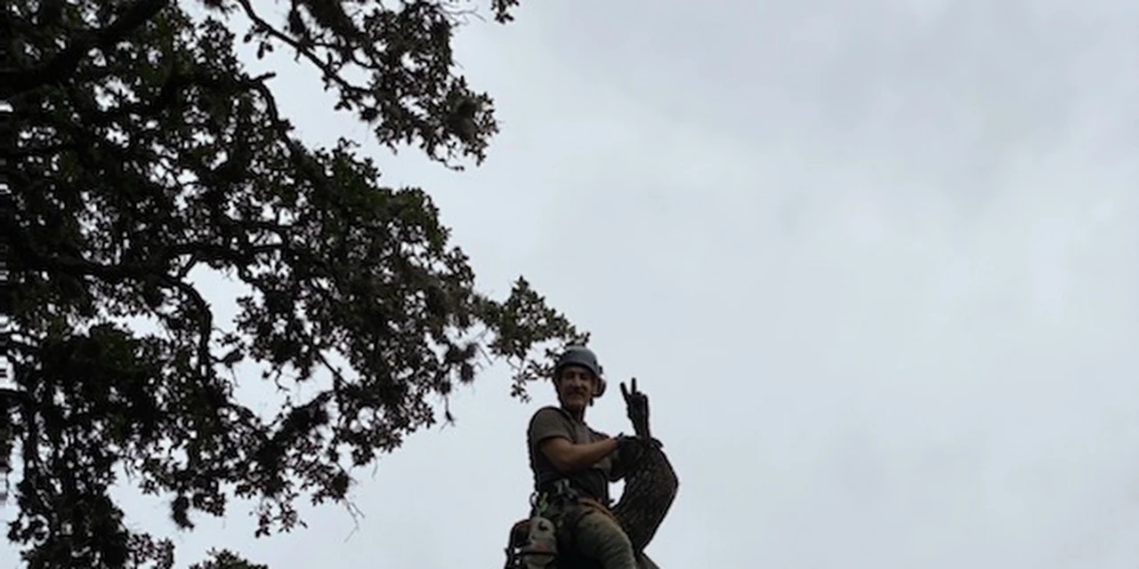 Aldrich Tree Services