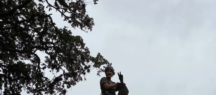 Aldrich Tree Services