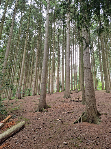 Springpool Wood - Visual