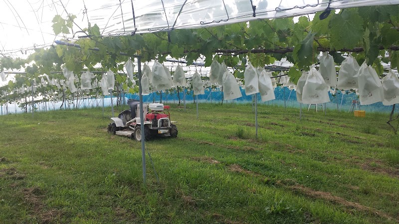 の村ぶどう園