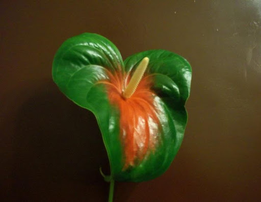 Katia Fiori di Peretto Liviana - Thumbnail