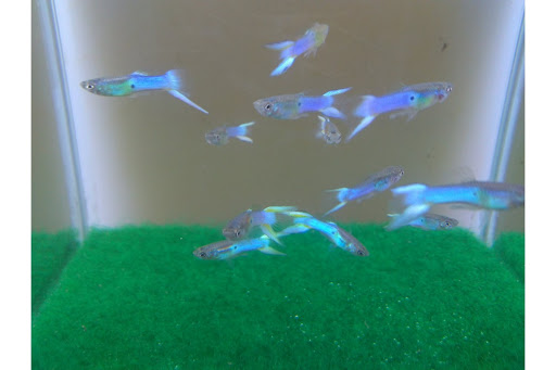 bioAquatiX.com - Thumbnail