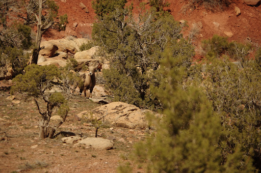 Balanced Rock View - Visual