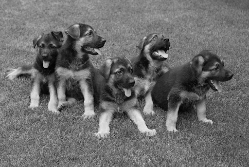 College for Canines Gallery - United States