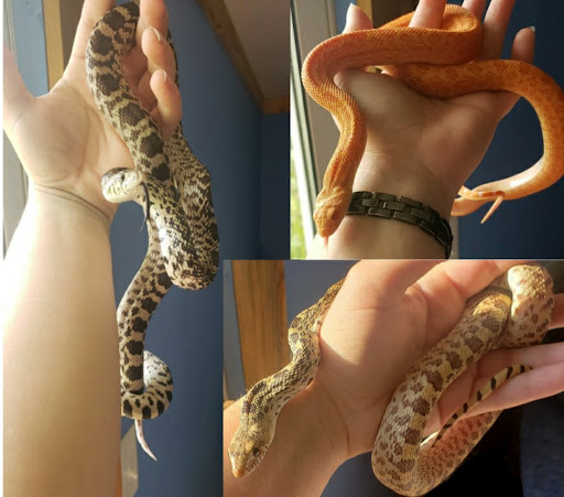 LD Exotics - Visual