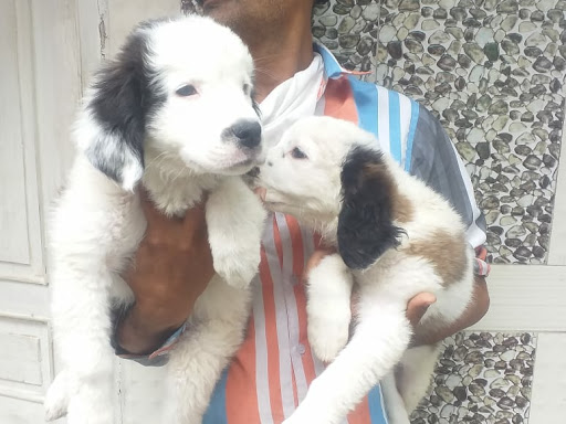 🐕 St.bernard male female puppies available. post image