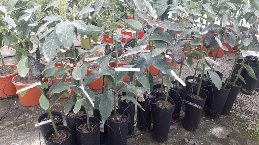 Vivers Esteva - Foto 1