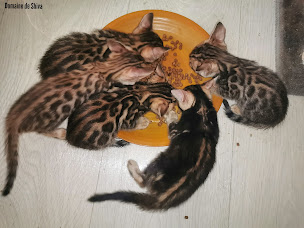 Photo n°17 de Domaine de Shiva à Brasparts (Ferme d'élevage)