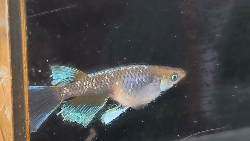 木野メダカ園芸