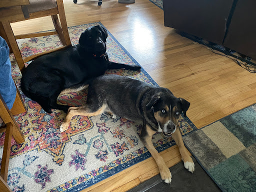 Sonora Veterinary Group - Thumbnail