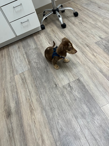 Isla Veterinary Boutique Hospital - United States