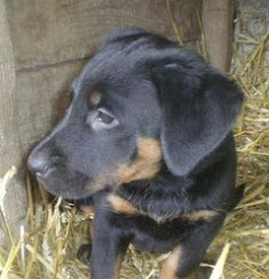 Photo n°11 de Douceur de lait à Éplessier (Magasin de produits de la ferme)