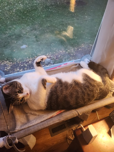 Reflections Outcast Animal Rescue