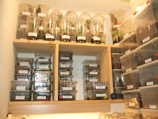 grunis Welt Gallery - Germany