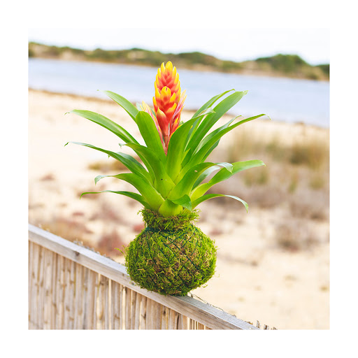 El Jardín de Lyda - Thumbnail