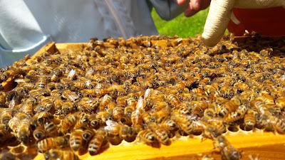 Photos of Rancho La Colmena "Pepe Abejas"
