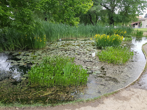 Stagno rane e piante acquatiche - Thumbnail