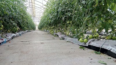 Photos of SEDFORT FARMS