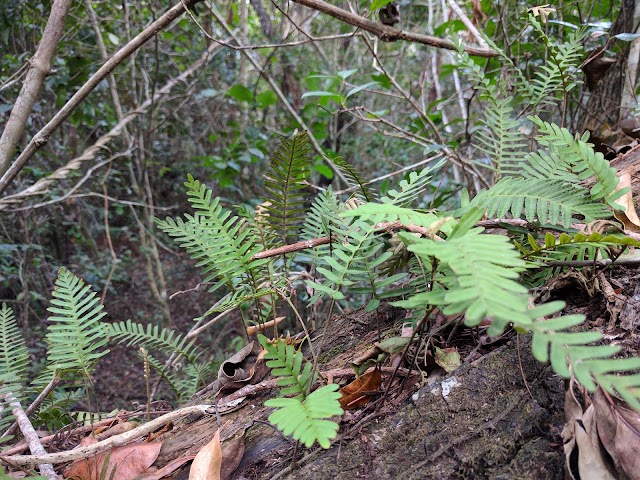Mahogany Hammock Trail