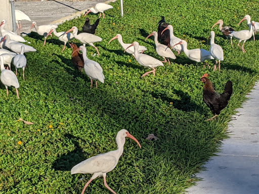 Coral Hammock Resort Villas - Thumbnail