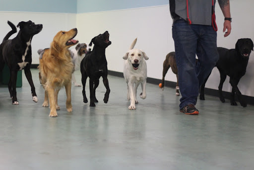 Blue Water Pet Care, Inc. - Thumbnail