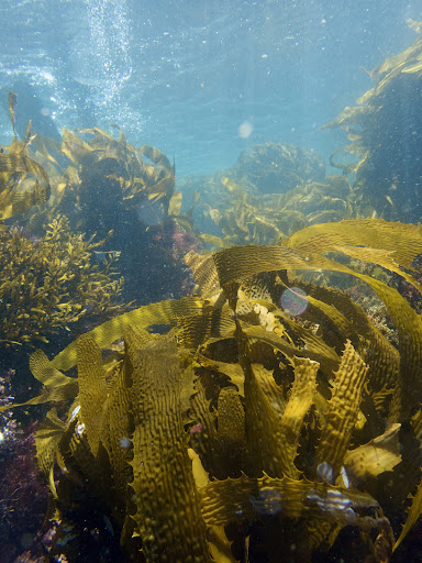 Catalina Scuba - Thumbnail