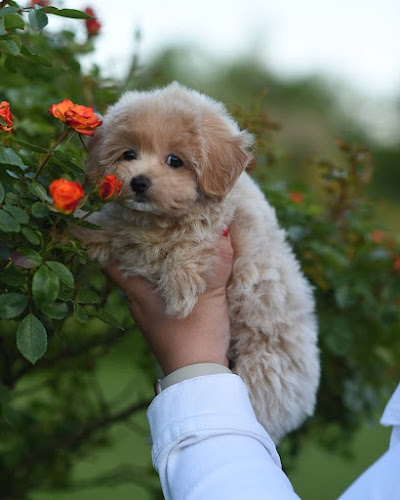 Teacup Maltipoo Puppies For sale