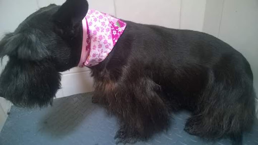 Estetica canina glamour salón canino" - Thumbnail