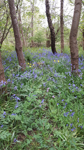 Boghead Wood - Thumbnail